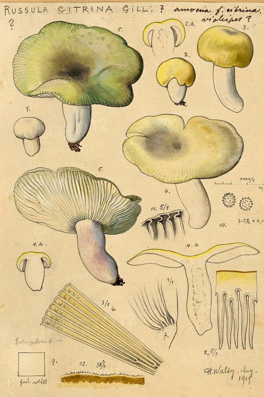 Mushroom, mushrooms, white-stemmed peach russula, Russula citrina, authentic reproduction of an illustration by Hans Walty (1868-1948) from about 1915, historical