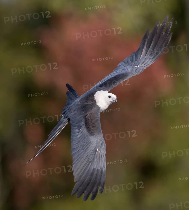 Swallow-tailed Kite (Elanoides forficatus) flying, Florida, USA