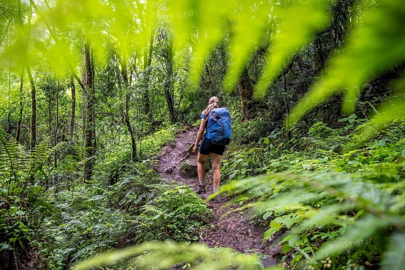 Tourist hiking through pristine mountain forest, Ukhahlamba-Drakensberg Park, KwaZulu-Natal, Drakensberg Mountains, South Africa