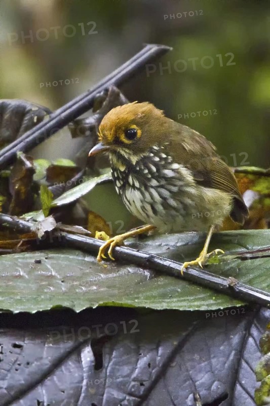 Peruvian Antpitta (Grallaricula peruviana), Ecuador