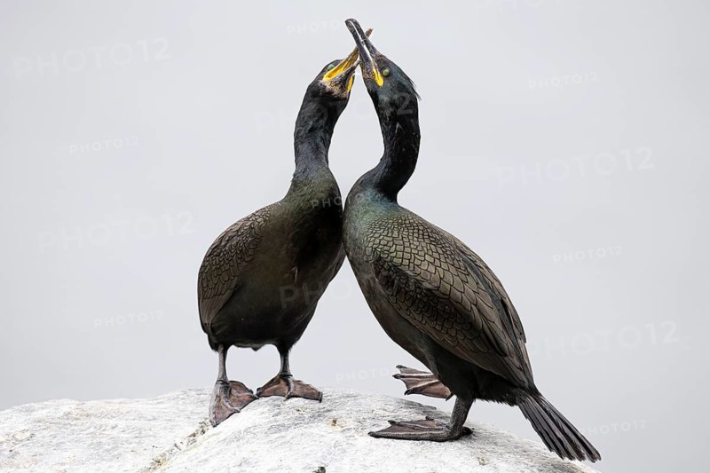 Cormorant (Gulosus aristotelis), breeding pair during mating, Hornøya Island, Vardø, Varanger, Finnmark, Norway