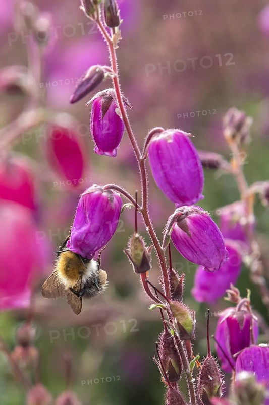 Irish bell heather (Daboecia cantabrica 'Ramona'), Bundessortenamt, Germany