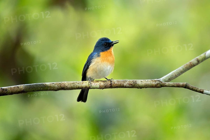 Tickell's Blue Flycatcher (Cyornis tickelliae jerdoni) male perched on a branch, Kutugala, Sri Lanka