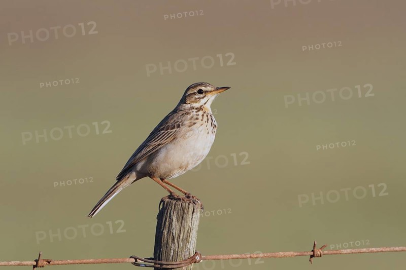 Long-billed Pipit (Anthus similis), Masai Mara, Kenya