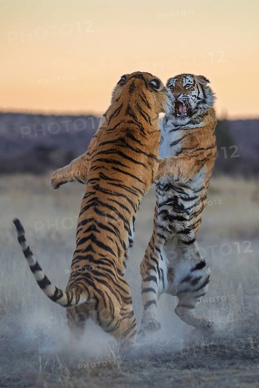 Bengal Tiger (Panthera tigris) two females fighting, captive, Philippolis, South Africa
