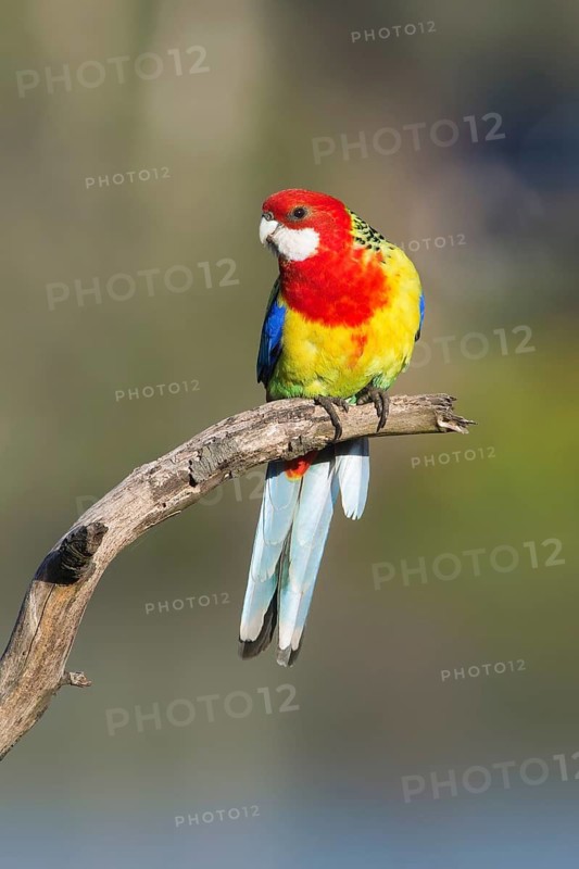 Eastern Rosella (Platycercus eximius) male perched on a branch, Victoria, Australia