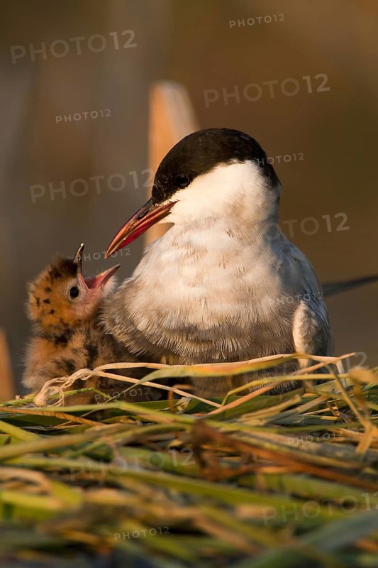 Whiskered Tern (Chlidonias hybrida) chick, Andalusia, Spain
