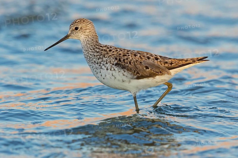 Teichwasserläufer, Marsh Sandpiper, Tringa stagnatilis, Chevalier stagnatile, Archibebe Fino