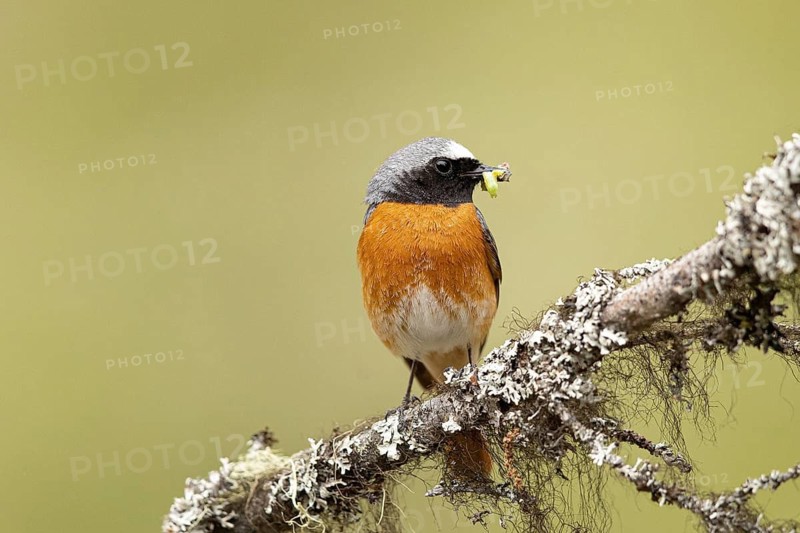 Common Redstart (Phoenicurus phoenicurus) male perched on a branch with food in its beak, Dalarna, Sweden