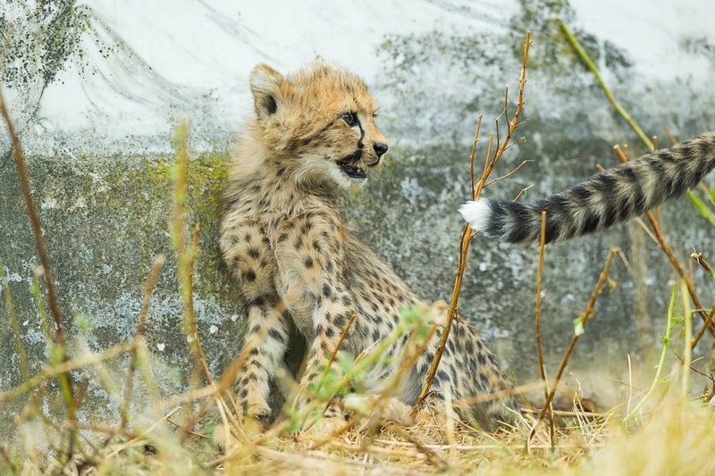 Cheetah (Acinonyx jubatus) youngster sitting on the ground, captive, occurrence Africa