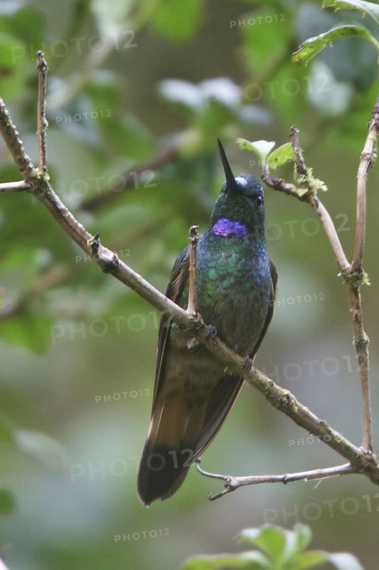 Violet-throated Starfrontlet (Coeligena violifer), Bosque Unchog Reserve, Peru