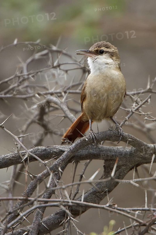 Bolivian Earthcreeper (Ochetorhynchus harterti) perched on a branch in Bolivia, South America