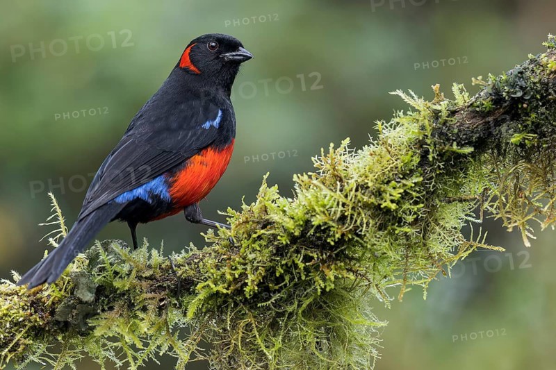Scarlet-bellied Mountain-Tanager (Anisognathus igniventris) perched on a branch in the Andes Mountains in Ecuador