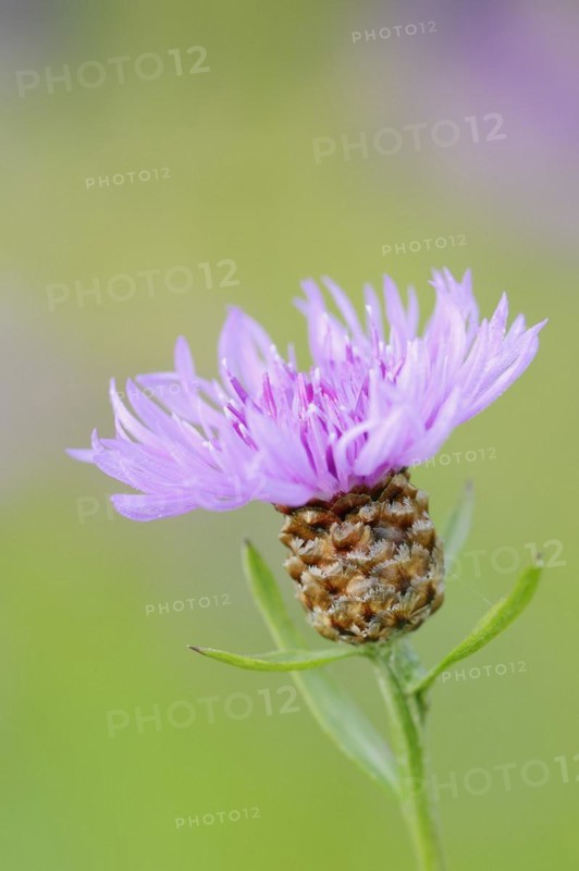 Meadow knapweed or brown knapweed (Centaurea jacea), flower, North Rhine-Westphalia, Germany