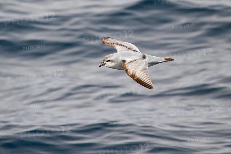 Fulmar Prion (Pachyptila crassirostris) flying, South Pacific Ocean, New Zealand