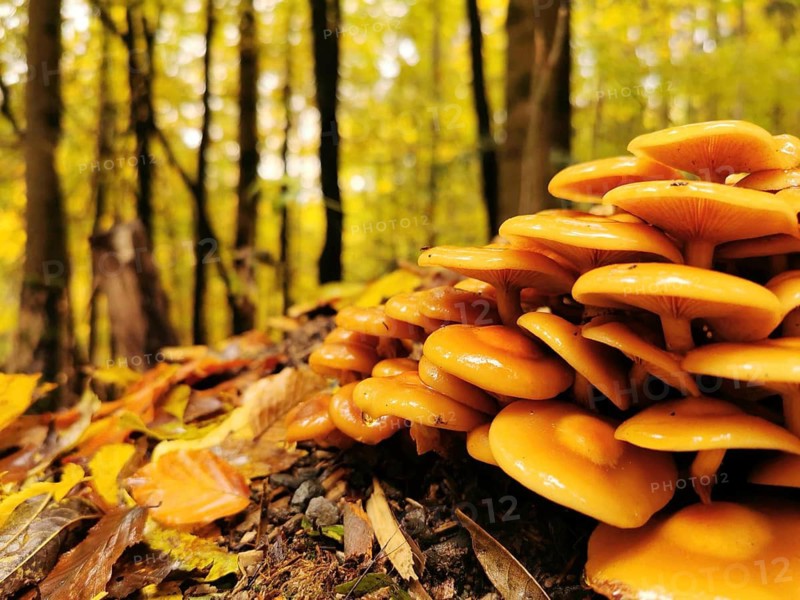 Close-up of winter mushrooms (flammulina velutipes) on a tree stump in autumnal forest with colourful leaves, Franconian Forest nature park Park
