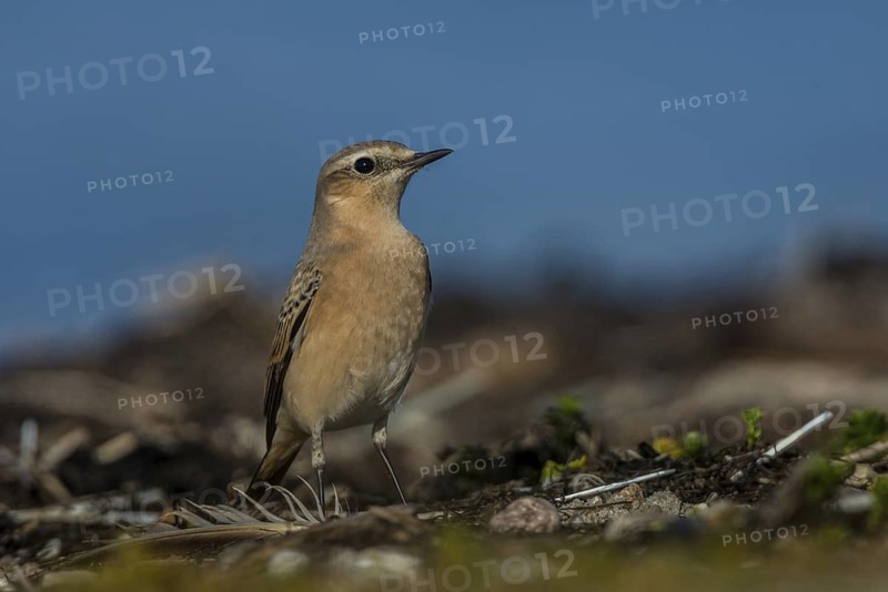 Northern Wheatear (Oenanthe oenanthe), Schleswig-Holstein, Germany
