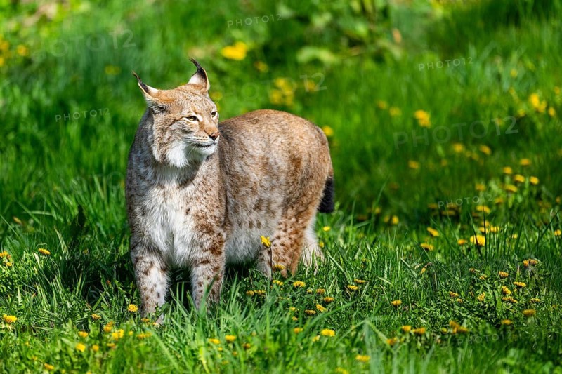 Eurasian lynx (Lynx lynx), walking on a meadow, Bavaria, Germany