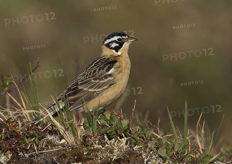 Smith's Longspur (Calcarius pictus), Alaska, USA