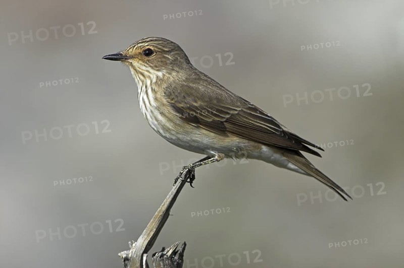 Spotted Flycatcher (Muscicapa striata), Greece