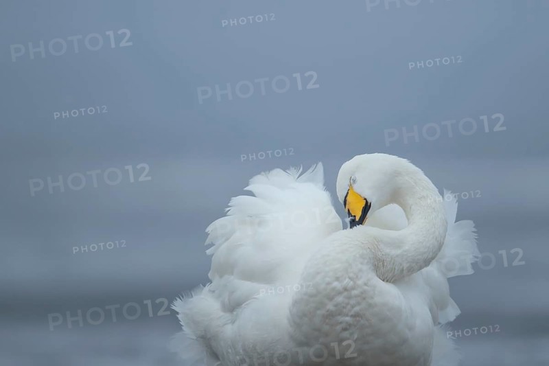 Whooper swan (Cygnus cygnus) adult bird preening its neck feathers, England, United Kingdom