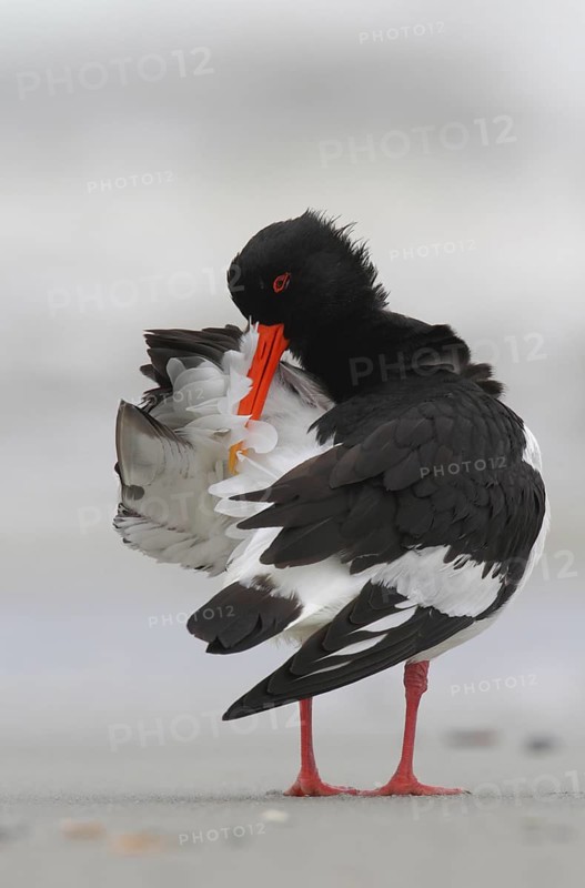 Eurasian Oystercatcher (Haematopus ostralegus) preening, Schleswig-Holstein, Germany