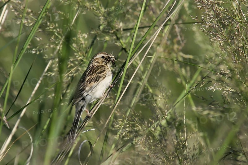 Pallas's Reed Bunting (Emberiza pallasi) female with food in beak, Dornod, Mongolia