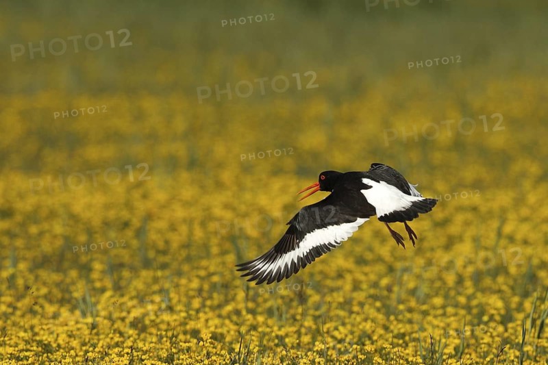 Eurasian Oystercatcher (Haematopus ostralegus) calling in flight, Texel, Netherlands