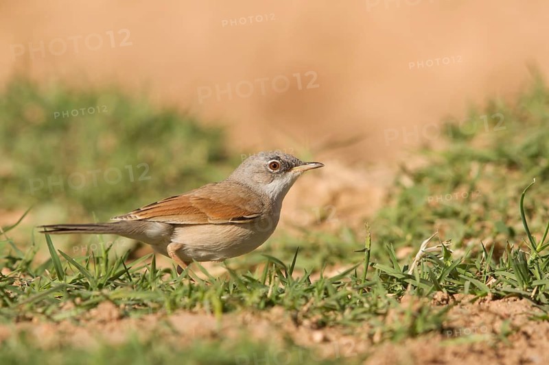 Spectacled Warbler (Sylvia conspicillata) male, Morocco
