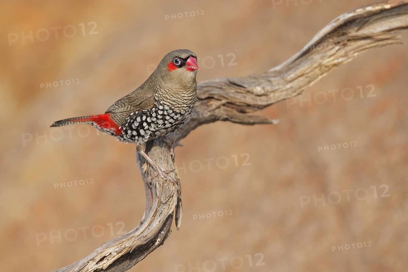 Red-eared Firetail (Stagonopleura oculata), Western Australia, Australia