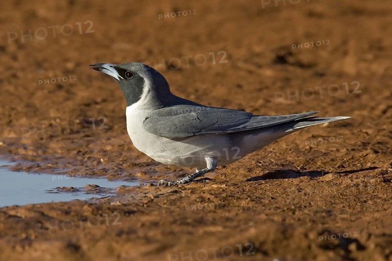 Masked Woodswallow (Artamus personatus), Western Australia, Australia