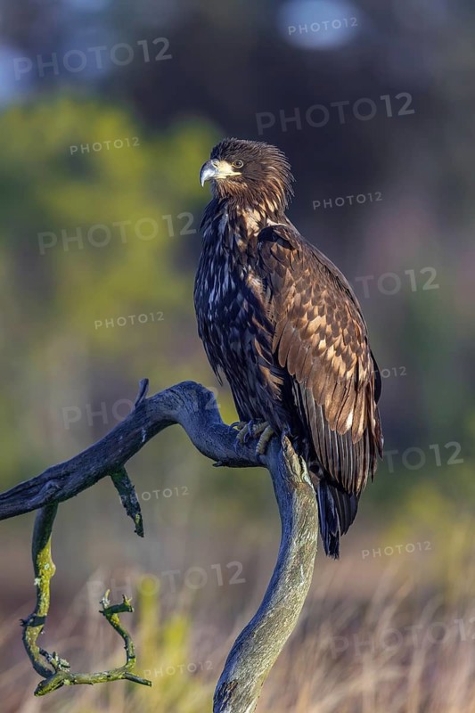 White-tailed eagle, Eurasian sea eagle, erne (Haliaeetus albicilla) juvenile perched in tree in moorland, heathland in late autumn, winter