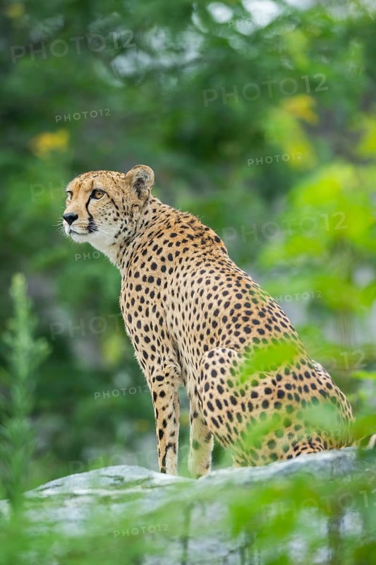 Cheetah (Acinonyx jubatus) sitting on a rock, captive, occurrence Africa