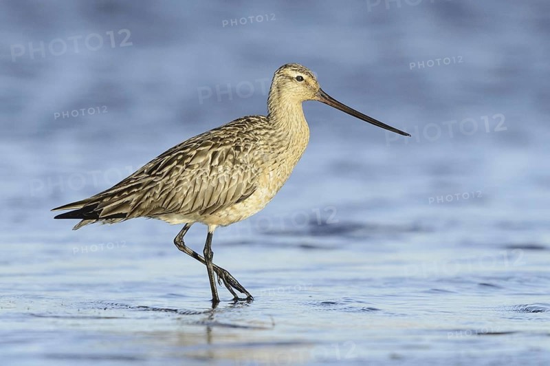 Bar-tailed Godwit (Limosa lapponica), Alaska, USA