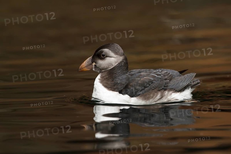 Atlantic Puffin (Fratercula arctica), Schleswig-Holstein, Germany