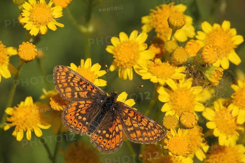 Common fritillary (Melitaea cinxia), nature photography, Badberg, Kaiserstuhl, Breisgau, Baden-Württemberg, Germany