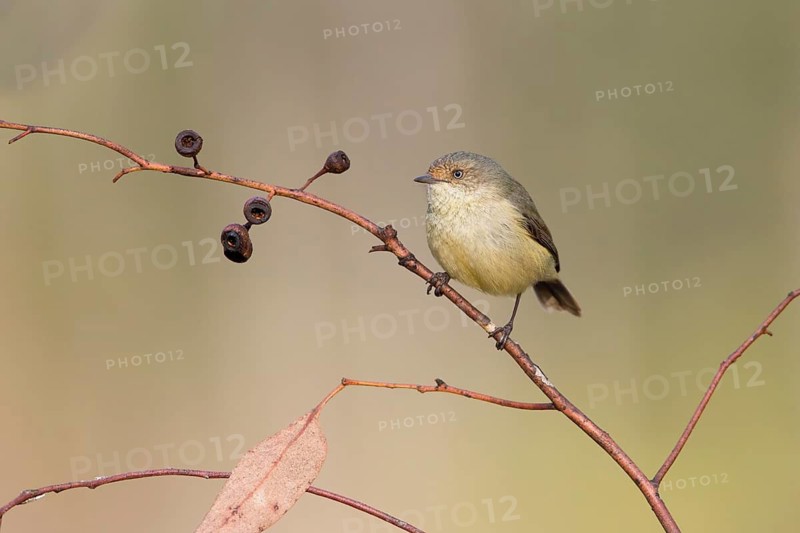 Buff-rumped Thornbill (Acanthiza reguloides), Victoria, Australia