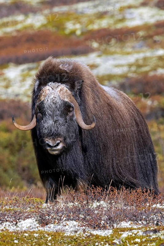 Muskox (Ovibos moschatus) solitary bull, male foraging on the tundra in autumn, fall, Dovrefjell–Sunndalsfjella National Park, Norway