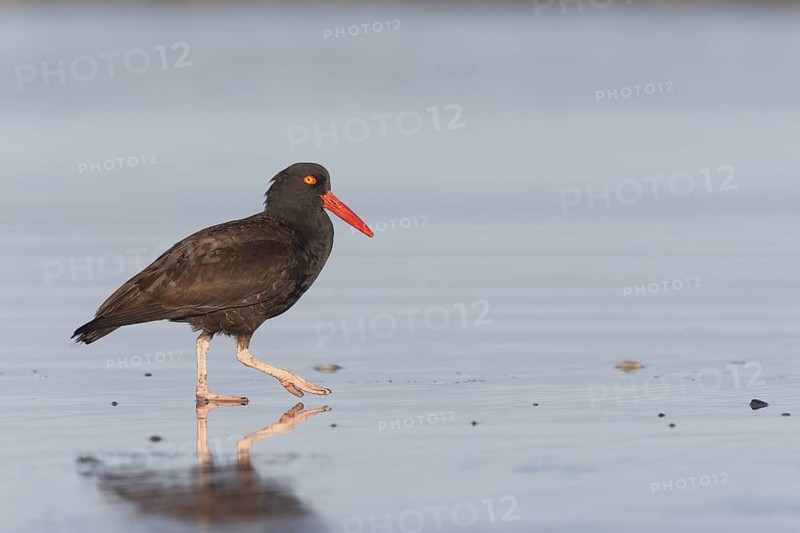 Black Oystercatcher (Haematopus bachmani) foraging on shore, California, USA