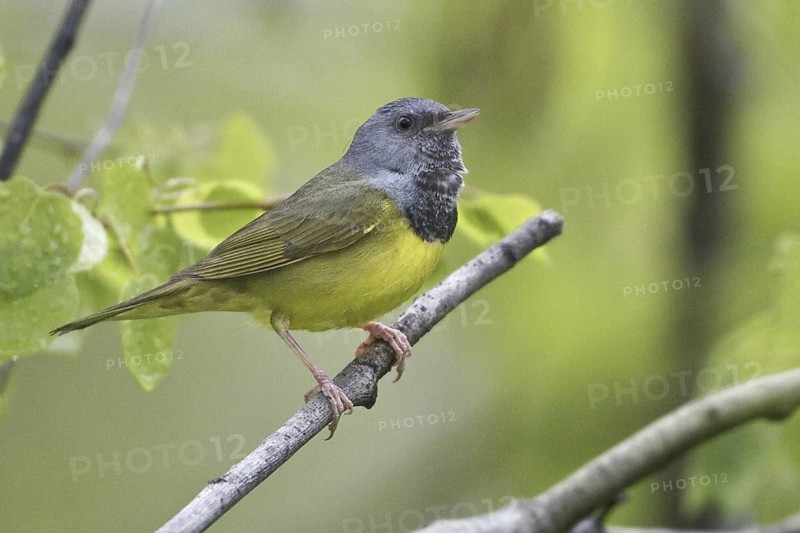 Mourning Warbler (Geothlypis philadelphia) male, Manitoba, Canada