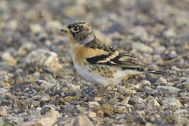 Brambling (Fringilla montifringilla) male, Morocco