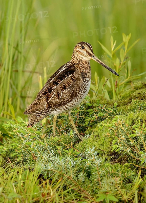 Wilson's Snipe (Gallinago delicata), British Columbia, Canada