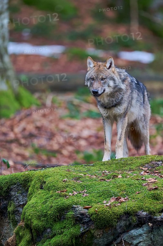 European gray wolf (Canis lupus) Bavaria, Germany