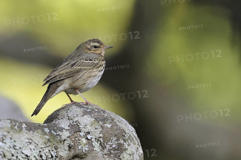 Olive-backed Pipit (Anthus hodgsoni), Bangalore, India