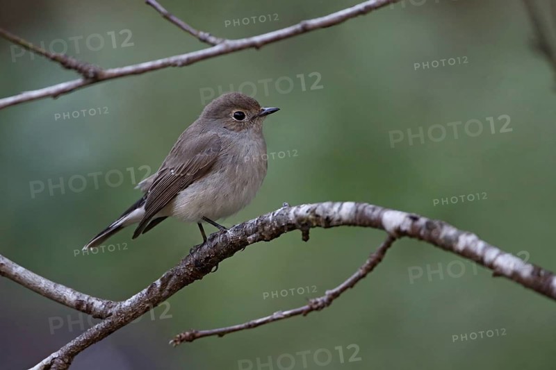 Taiga Flycatcher (Ficedula albicilla), Doi Ang Kangh, Thailand
