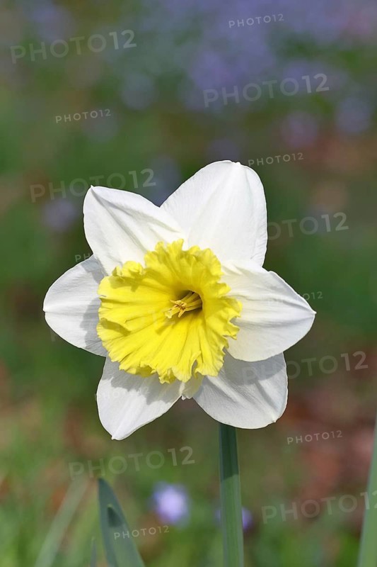 Large-crowned narcissus (Narcisuss), bicoloured flower, spring, Wilnsdorf, North Rhine-Westphalia, Germany
