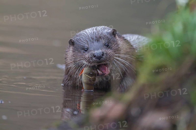 European otter (Lutra lutra) adult animal feeding on a fish in a river, Norfolk, England, United Kingdom