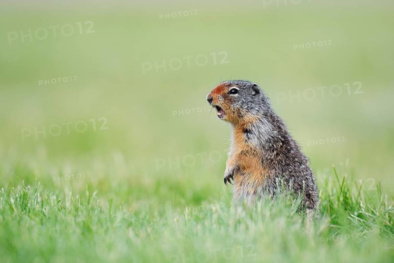 Columbia ground squirrel (Urocitellus columbianus, Spermophilus columbianus) sitting upright in a meadow and calling, Waterton Lakes National Park, Alberta, Canada