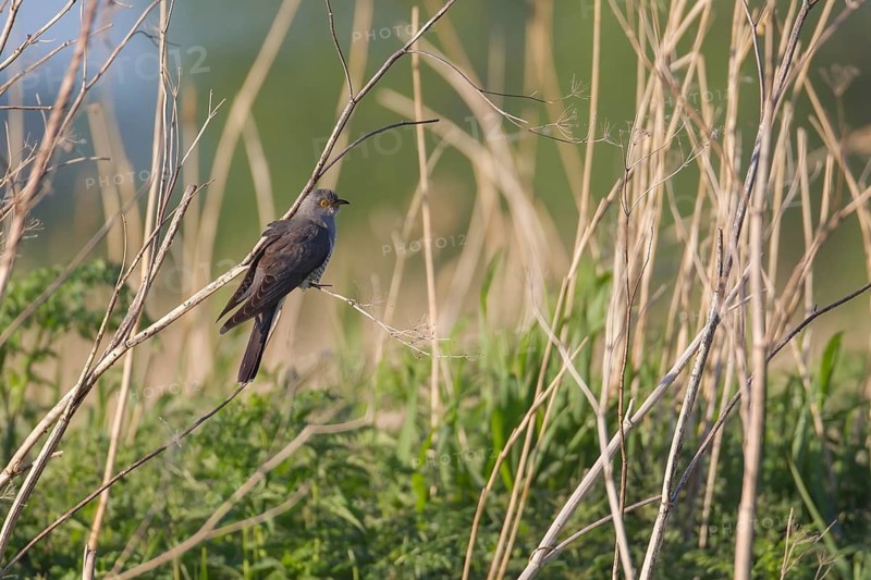 Common or European cuckoo (Cuculus canorus) adult bird in a reedbed in summer, RSPB Lakenheath fen nature reserve, Suffolk, England, United Kingdom
