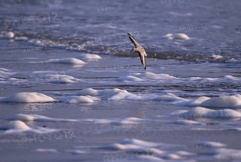 Sanderling (Calidris alba) flying on the beach, Texel, North Holland, Netherlands